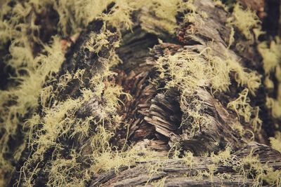 Full frame shot of trees on field