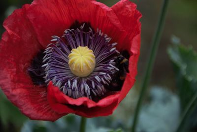 Close-up of red rose