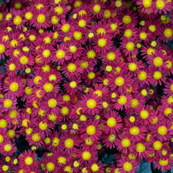 Full frame shot of yellow flowering plants