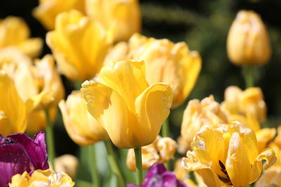 Close-up of yellow tulips