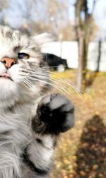 Close-up portrait of a cat