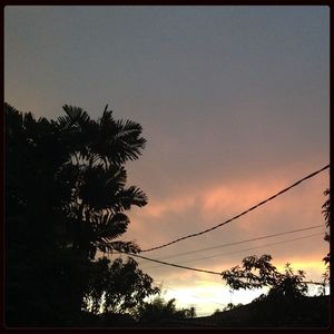 Silhouette of trees at sunset