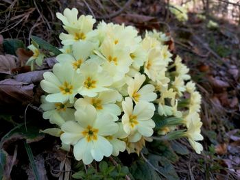 High angle view of white flowering plant on field