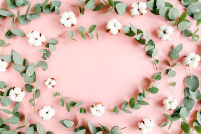 High angle view of white roses on plant