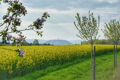 Scenic view of rapeseed field against sky