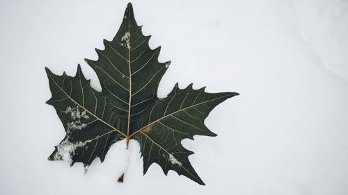 Close-up of maple leaves during autumn