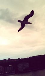 Bird flying over cloudy sky