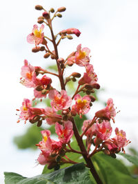 Close-up of pink cherry blossoms in spring