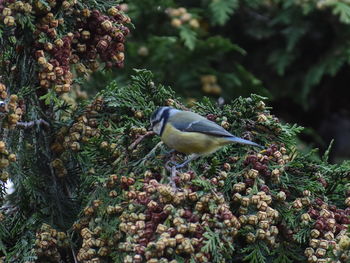 Close-up of bird perching on a plant