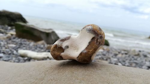 Close-up of rock on beach against sky