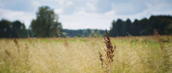 Surface level of wheat growing on grassy field