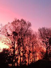 Low angle view of silhouette trees against sky during sunset