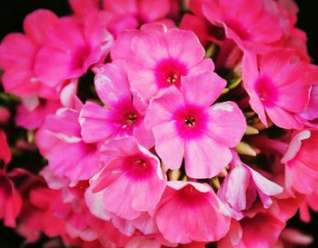 Close-up of pink flowers