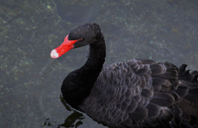 Side view of black swan in water