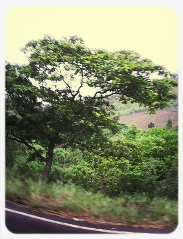 transfer print, tree, auto post production filter, transportation, growth, glass - material, green color, transparent, nature, road, window, car, day, no people, clear sky, outdoors, beauty in nature, forest, sky, lush foliage