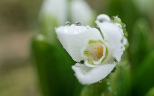 Close-up of water drops on white flower