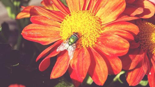 Close-up of insect on flower