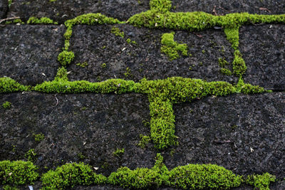 Full frame shot of mossy footpath