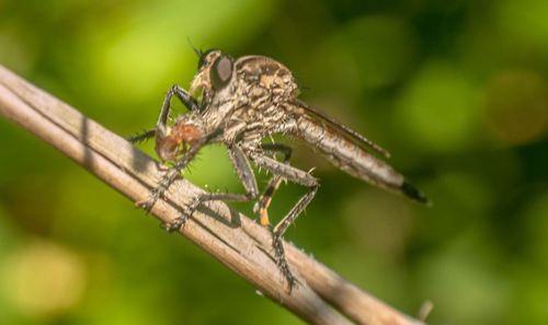 Close-up of insect on plant