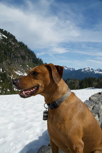 Dog standing on snow covered mountain against sky