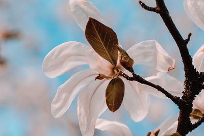 Close-up of white flowering plant