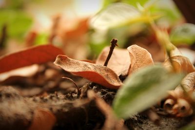 Close-up of plant against blurred background