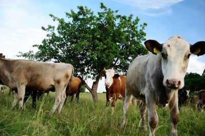 Cows standing in a field