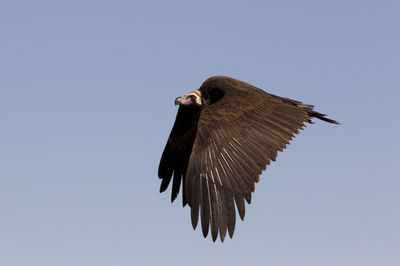 Low angle view of eagle flying against sky