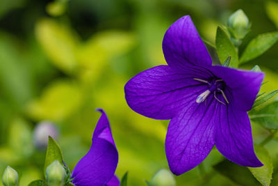 Close-up of purple flowering plant