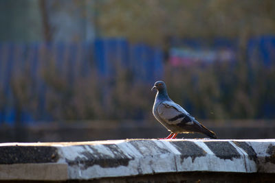 Close-up of pigeon perching on railing