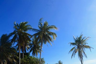 Low angle view of palm trees against clear blue sky