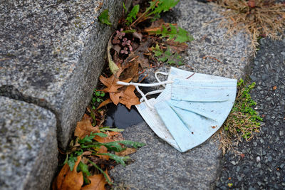 High angle view of maple leaf on rock