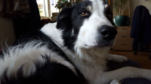 Close-up portrait of a dog