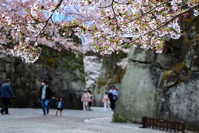 Close-up of cherry blossom by tsuruga castle