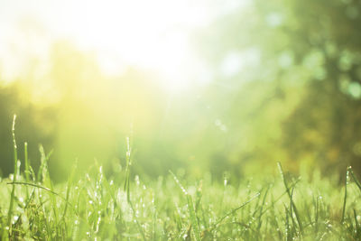 Close-up of wet grass