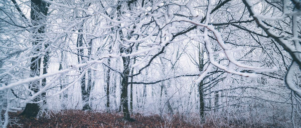 Bare trees in forest during winter