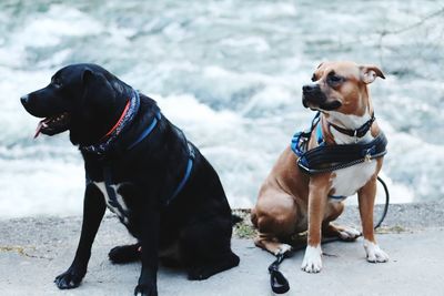 Two friends looking in the same direction