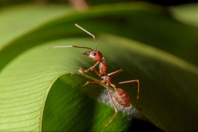 Red ants are on the leaves in nature.