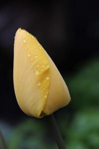 Close-up of yellow flower