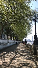 Footpath amidst trees in city