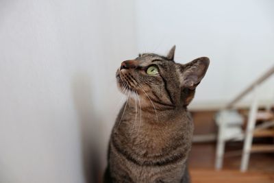 Close-up of a cat looking away against wall