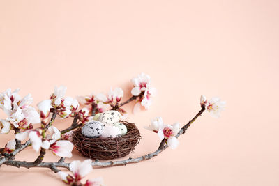 Close-up of pink cherry blossom against white background