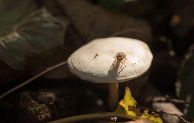 Close-up of mushroom