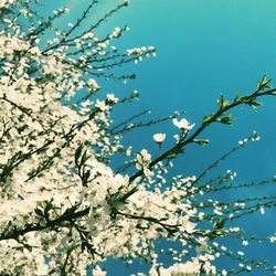 Low angle view of cherry blossom tree