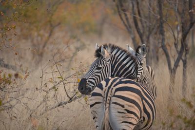 Zebras in a field