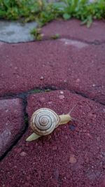 snail