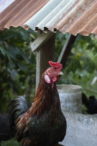 Close-up of rooster