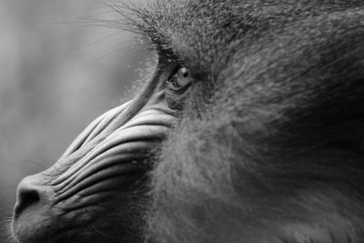 Close-up of woman looking away