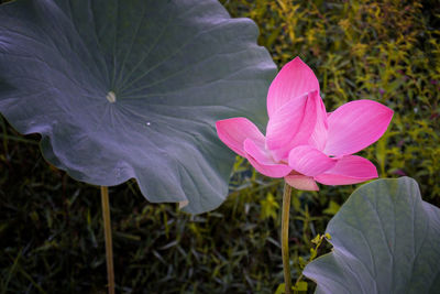 Close-up of pink flower blooming outdoors