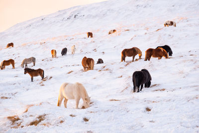 Icelandic horses in winter, rural animals in snow covered meadow. iceland.